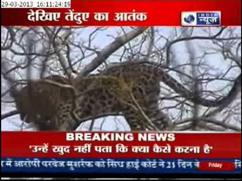 India News: Leopard lynched for attacking boy