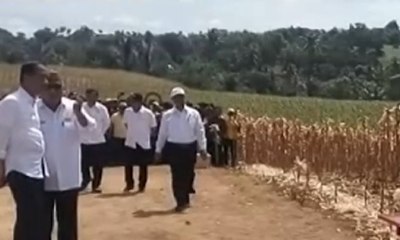 Presiden Joko Widodo Panen Raya Jagung Hibrida