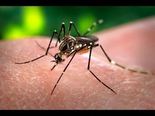NCR sees spurt in dengue cases - NewsX