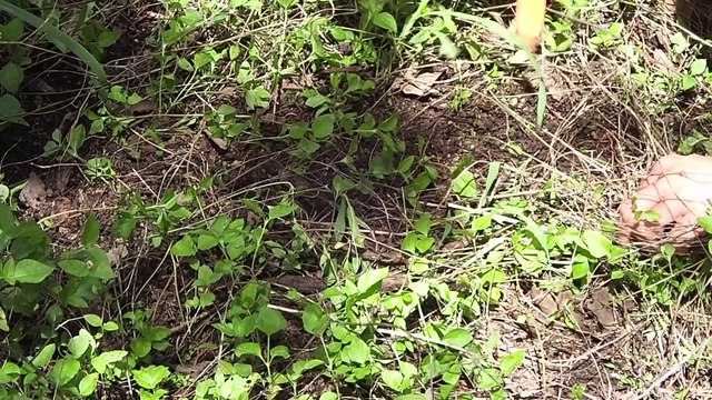 Relic Hunting in the Cedar Forest