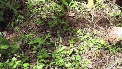 Relic Hunting in the Cedar Forest