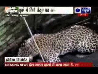 Leopard saved from well in Chota Udaipur in Gujarat
