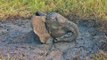 Assam: Baby elephant stuck in a mud puddle - NewsX