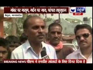 Superstitious villagers in Betul throws their kids in Cow dung to make them strong