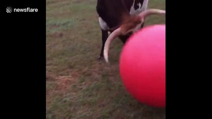 Huge longhorn bull loves playing with ball until he accidentally deflates it