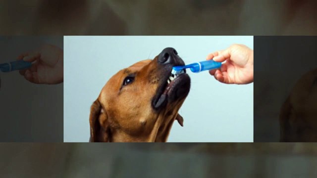 Caring for Your Dog's Teeth