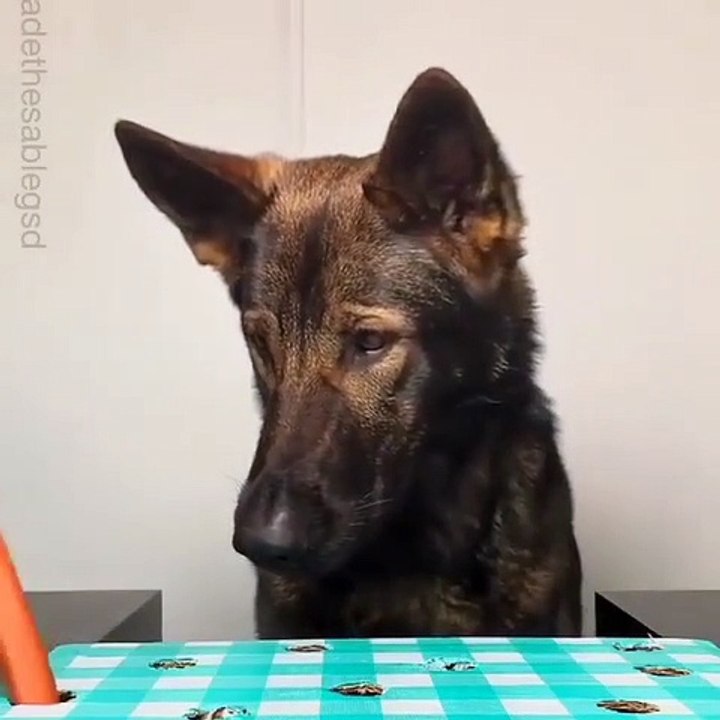 Regarder la réaction intellignte de ce chien qui joue...