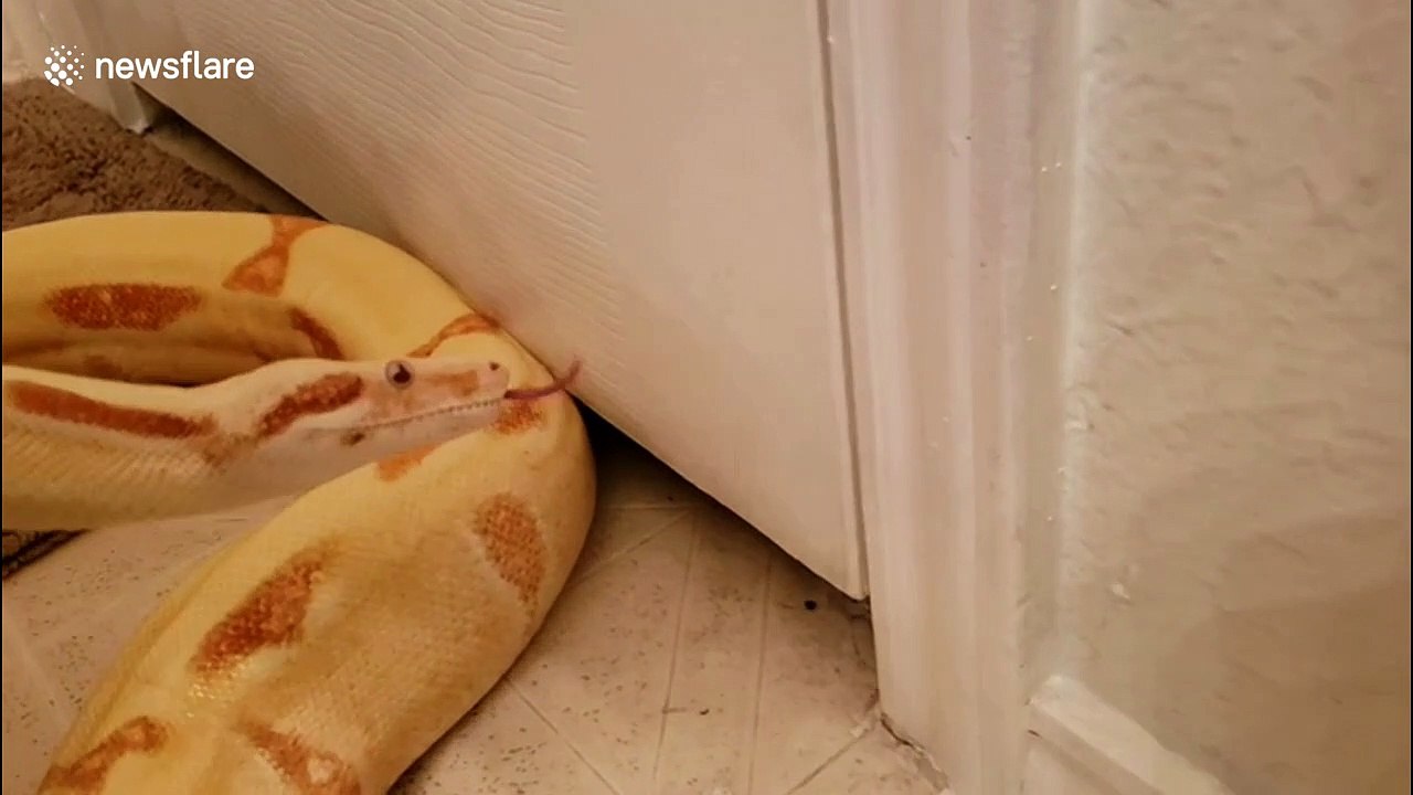 Huge snake tries to squeeze into small crack under door but can't fit