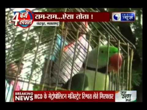 Maharashtra: Cops Summon 'Parrot' to Police Station for 'Hurling Obscenities' at 85-Year-Old Woman