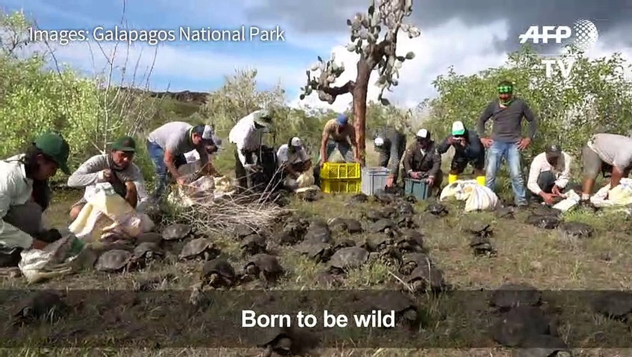 Galapagos: Young giant tortoises set free