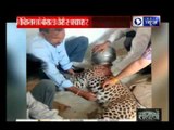 Jaipur: Panther gets its head stuck in water pot