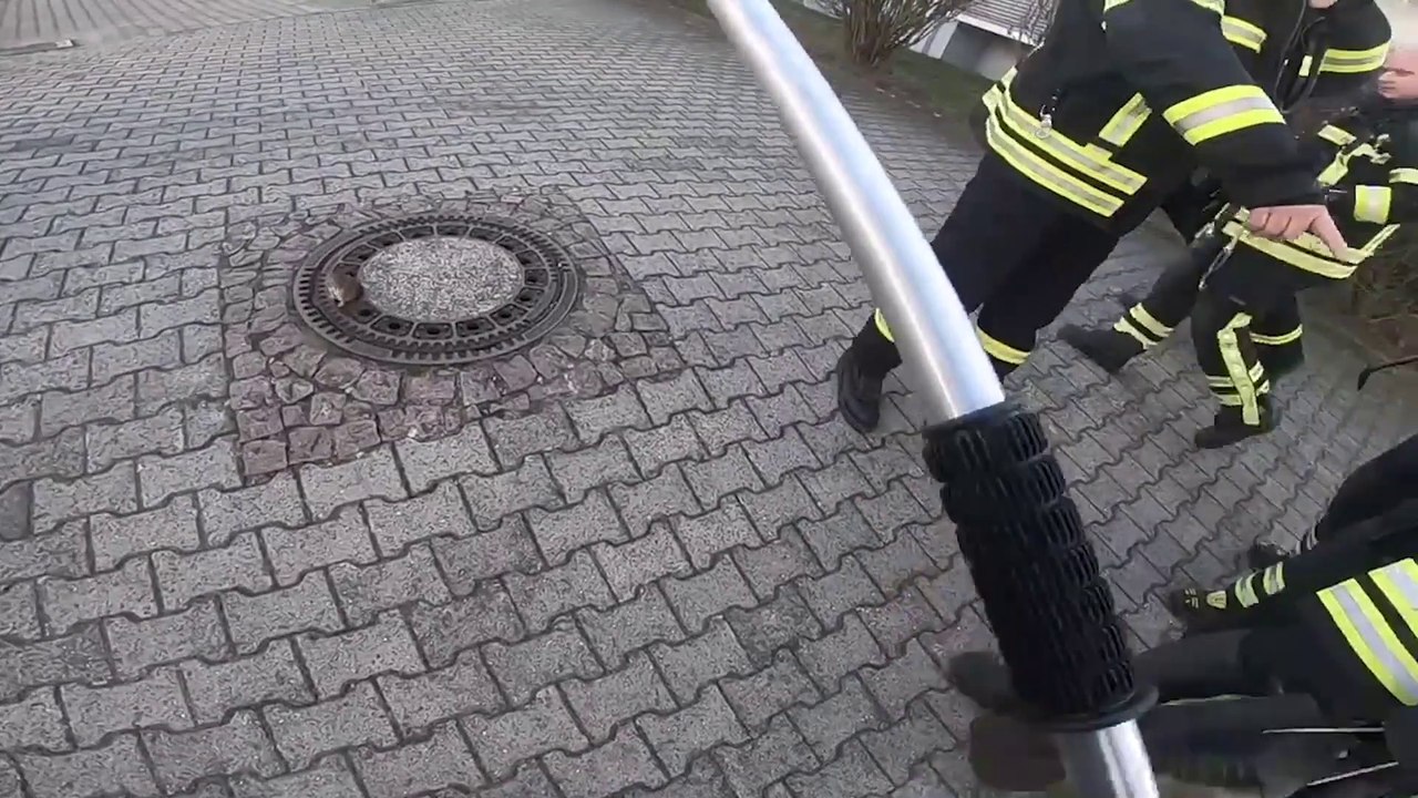 Un rat, trop gros, est resté coincé dans une bouche d’égout