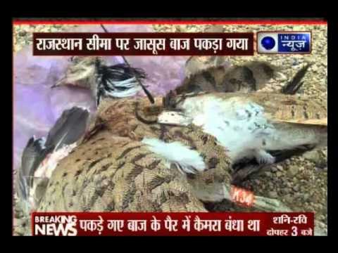 Pakistani 'spy' eagle caught by BSF jawans at Rajsthan border