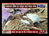 Pakistani 'spy' eagle caught by BSF jawans at Rajsthan border