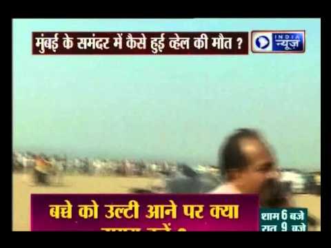 35-ft long dead whale found at Juhu beach