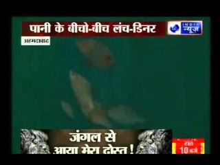 India gets its first underwater restaurant in Ahmedabad