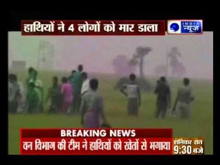 Tải video: Elephant Attack: Death Toll Rises in West Bengal