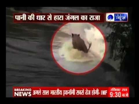 Lion is dragged away in flood waters in Kenya