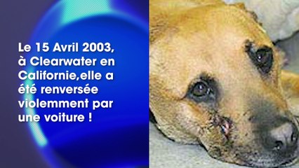 Après un accident de voiture et une balle dans la tête le même jour, cette chienne survit miraculeusement