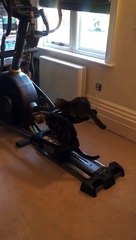 Ces chats font du vélo elliptique à 2 !