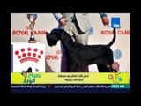 صباح الورد - مسابقة جمال الكلاب في بلجيكا !!