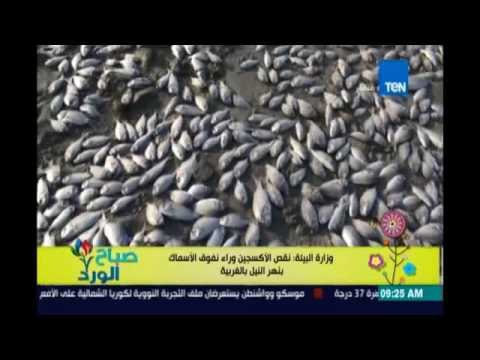 صباح الورد - بالفيديو .. البيئة تكشف السبب وراء نفوق أسماء بنهر النيل بالغربية