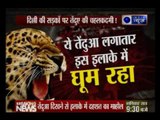 Leopard seen on Delhi's Burari area