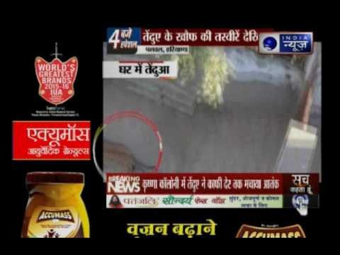 Leopard in Palwal: Leopard enters residential areas in Palwal, Haryana