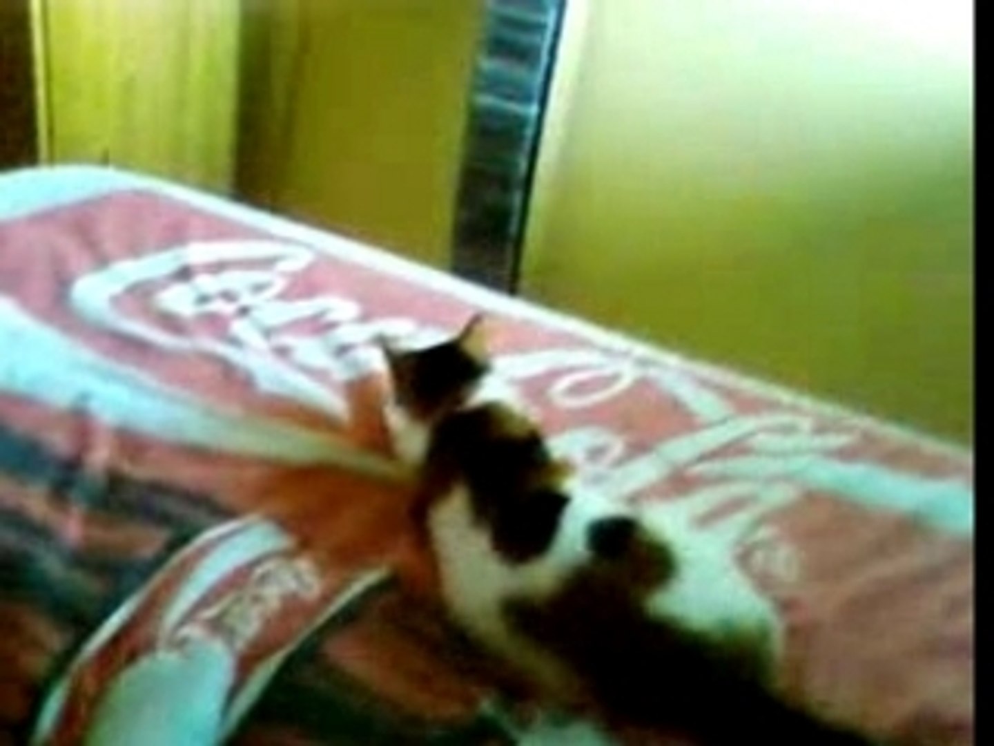 Mon Chat Pete Un Plomb Video Dailymotion