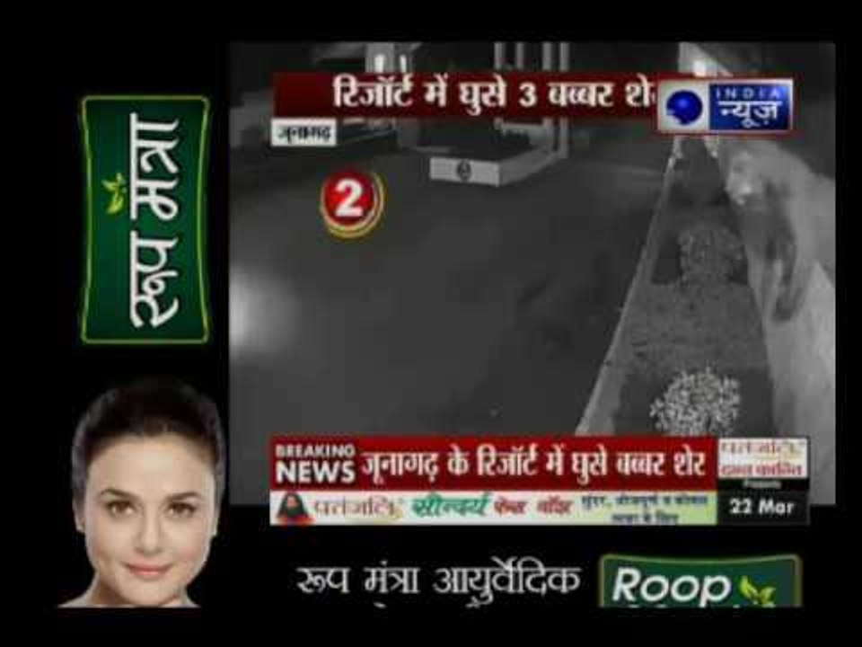 Gujarat: Three Lion caught in camera entering a Resort near Gir forest