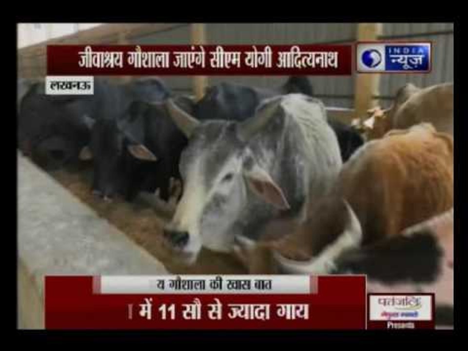 Yogi Adityanath to visit cow shelter in 'Kanha...