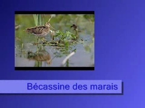 Bécassine des marais
