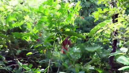 İLKEL YAŞAM VAHŞİ GÜVERCİN YAKALAMAK IZGARA YAPMAK