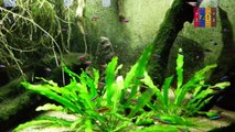B33- Cardinal Tetra, Villavicencio Dwarf Cichlid, Marbled Hatchet Fish, Whiptail Catfish,