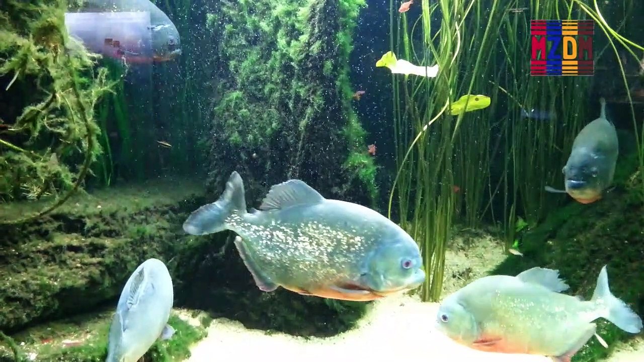 B35- Red-Bellied Piranha, Jewel Tetra, Royal Pleco, lemon Tetra, X-Ray-Tetra, False Rummy Nose Tetra, Black Tetra, Emperor, Uruguay Sword,