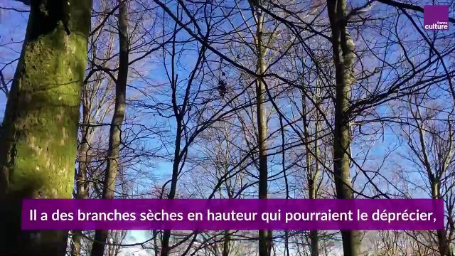 Forêt : le martelage durable dans le massif des Vosges du Nord