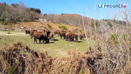 Ils élèvent des bisons depuis 25 ans à Saint-Rirand