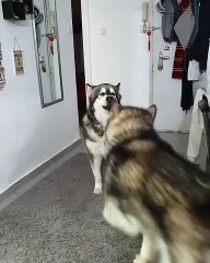 Cute Siberian Husky Dog