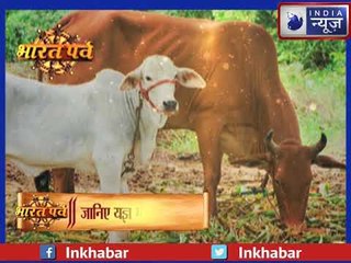 गोमूत्र होता है अमृत के समान, गाय का गोमूत्र व गोबर के वैज्ञानिक महत्व और फायदे