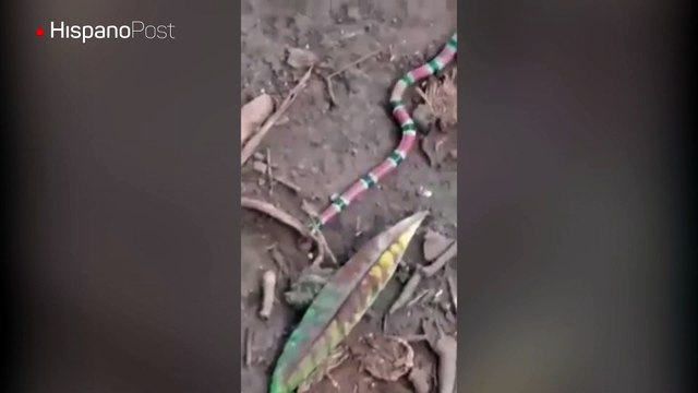 Salió al patio y vio a sus gatos comiéndose a una serpiente venenosa