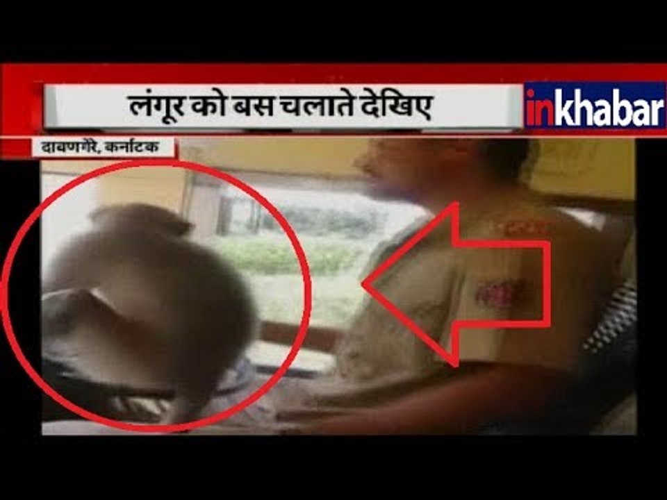 ‘Monkey driver’ in Karnataka riding KSRTC bus | कर्नाटक में लंगूर बना बस ड्राईवर