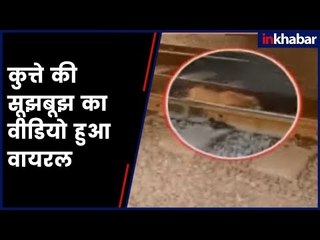 Dog's 6th Sense video goes viral | कुत्ते की सूझबूझ का वीडियो हुआ वायरल