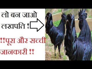 पीएम नरेंद्र मोदी की जुबानी 'कड़कनाथ' की कहानी: MP