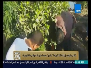 البيت بيتك - الفلاح والبانجو .. ضبط فلاح يقوم بزراعة 20 قراط بانجو بالقليوبية