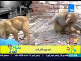 صباح الورد - فيديو كوميدي - قرد بيجر شكل كلب ويشده من ذيله وشاهد رد فعل الكلب