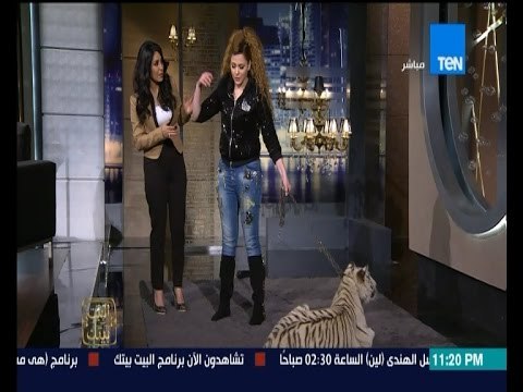 البيت بيتك - لأول مرة فى مصر نمر ابيض على الهواء مع أصغر مدربة اسود انوسة كوته وشجاعة إنجى انور