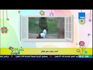 صباح الورد - فيديو لأسد ضخم يلعب مع طفل رضيع والطفل فى حالة من الإنبساط وعدم الخوف