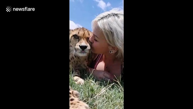 Cheetah cuddles and kisses with woman in South Africa