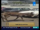 البيت بيتك - مشهد طريف - حمار تائه في جراج مطار القاهرة وتعليق ساخر من الإعلامي رامي رضوان