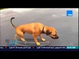 صباح الورد - فيديو لكلب يقود 